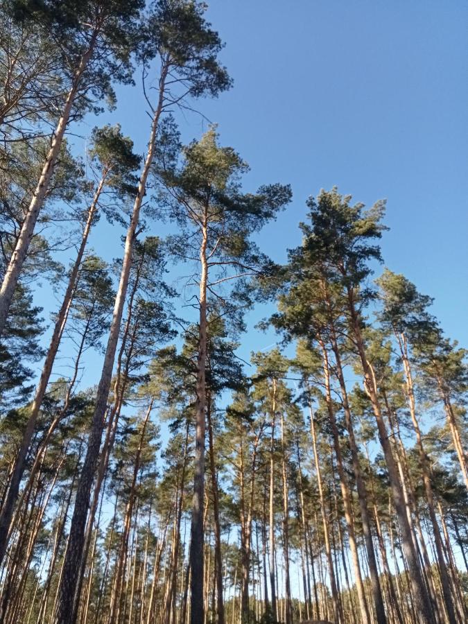 Ferienzimmer Waldzauber Borkwalde 외부 사진